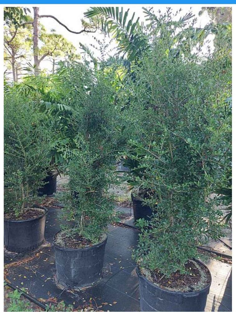 ilex-vomitoria-upright-yaupon-yaupon-holly