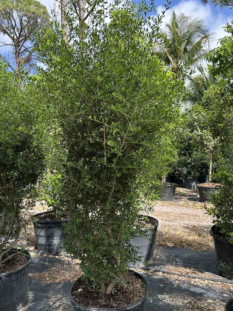 ilex-vomitoria-upright-yaupon-yaupon-holly