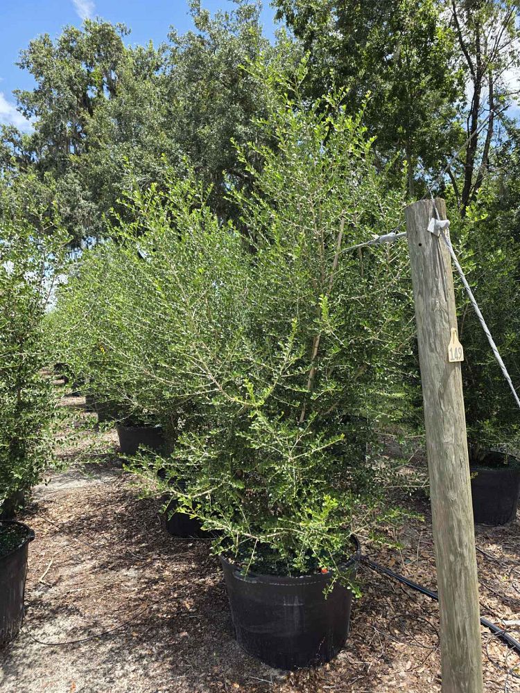 ilex-vomitoria-upright-yaupon-yaupon-holly