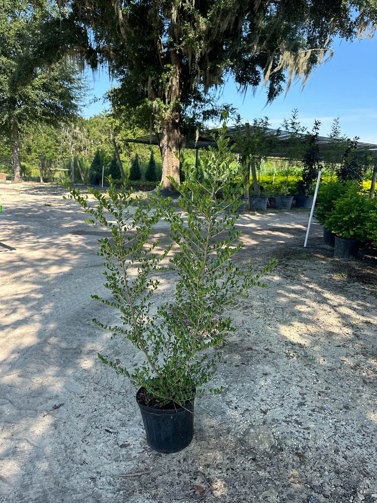 ilex-vomitoria-upright-yaupon-yaupon-holly