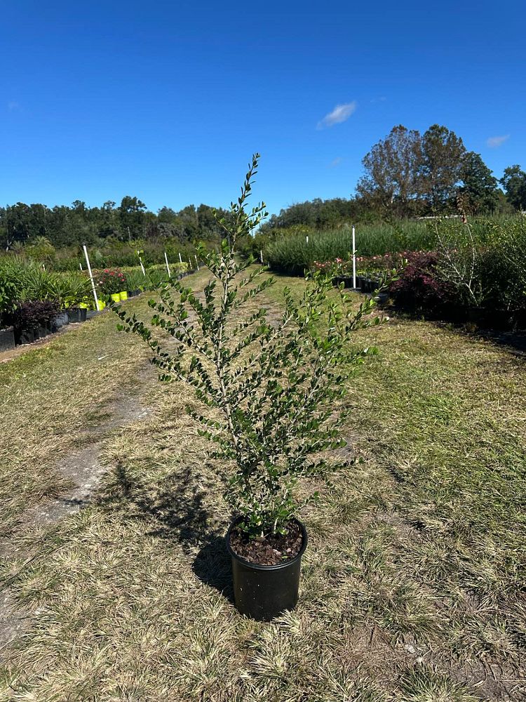 ilex-vomitoria-upright-yaupon-yaupon-holly