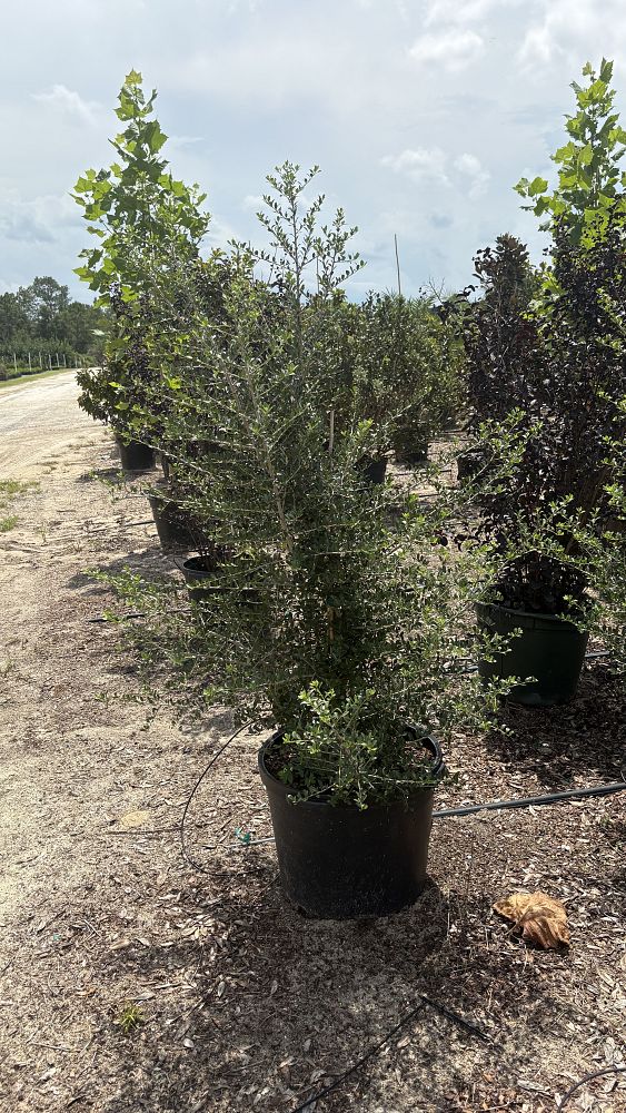 ilex-vomitoria-upright-yaupon-yaupon-holly