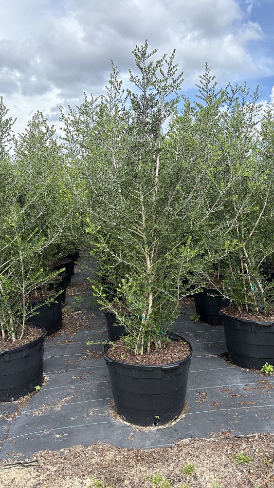 ilex-vomitoria-upright-yaupon-yaupon-holly