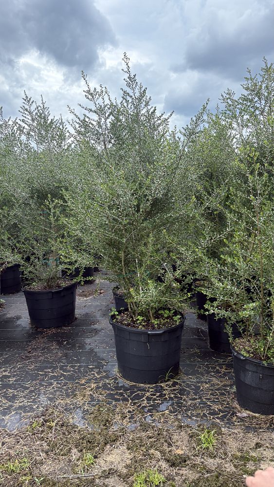 ilex-vomitoria-upright-yaupon-yaupon-holly