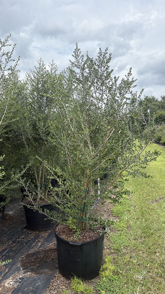 ilex-vomitoria-upright-yaupon-yaupon-holly