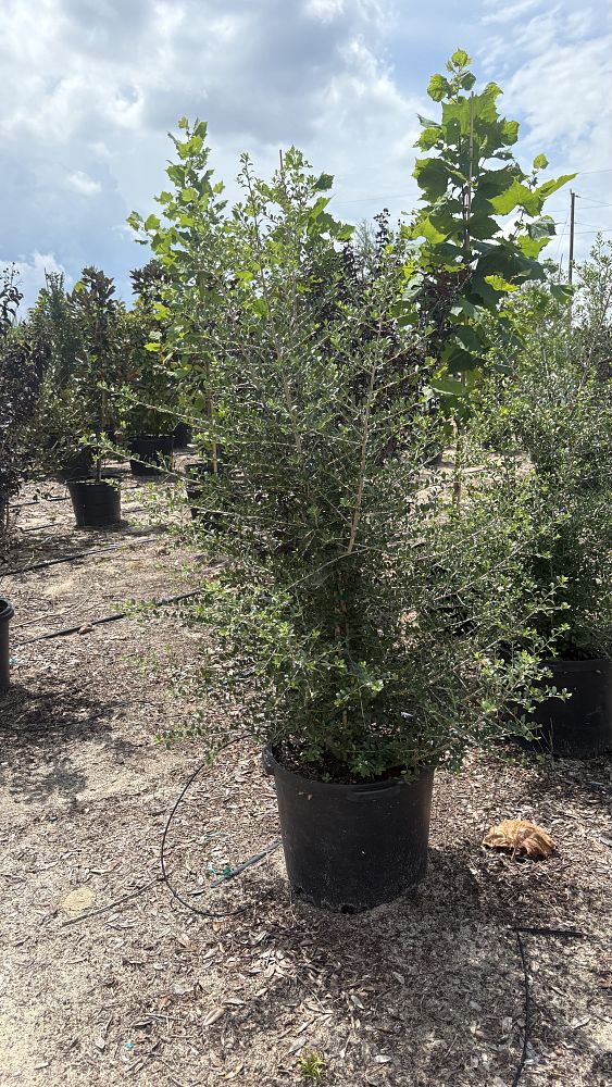 ilex-vomitoria-upright-yaupon-yaupon-holly