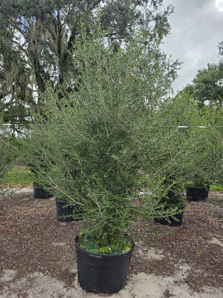 ilex-vomitoria-upright-yaupon-yaupon-holly