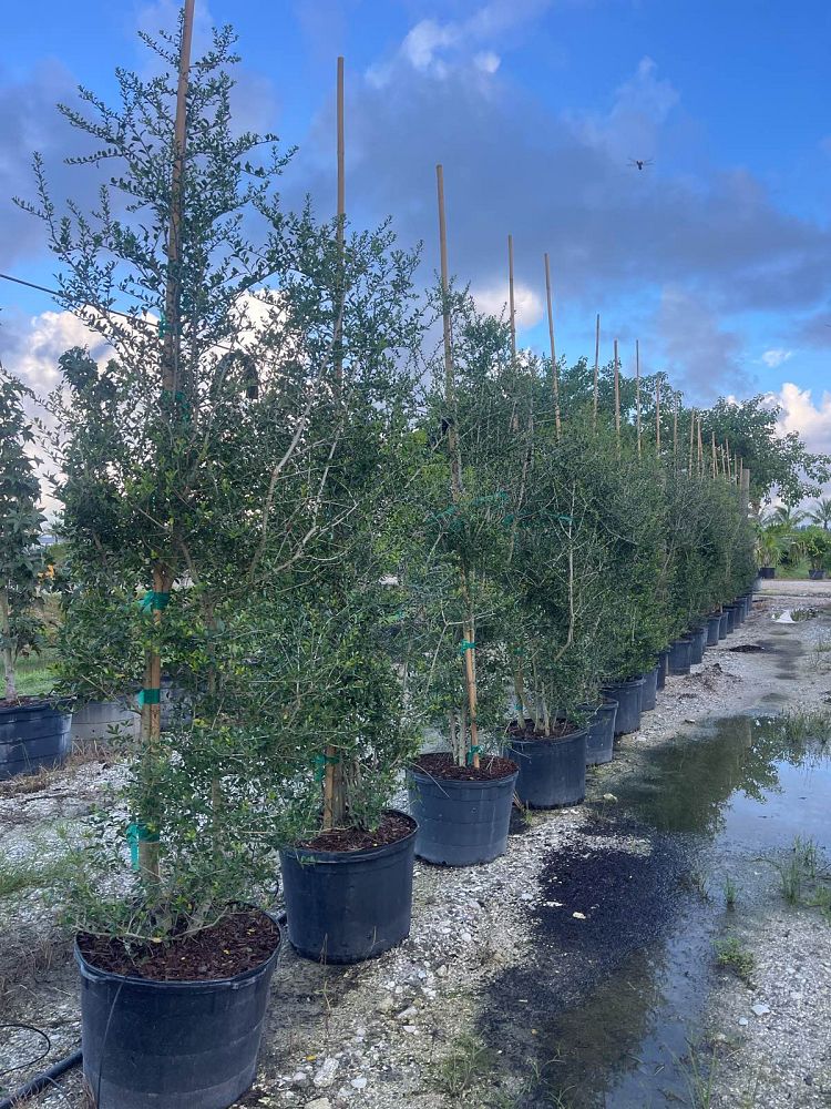 ilex-vomitoria-upright-yaupon-yaupon-holly