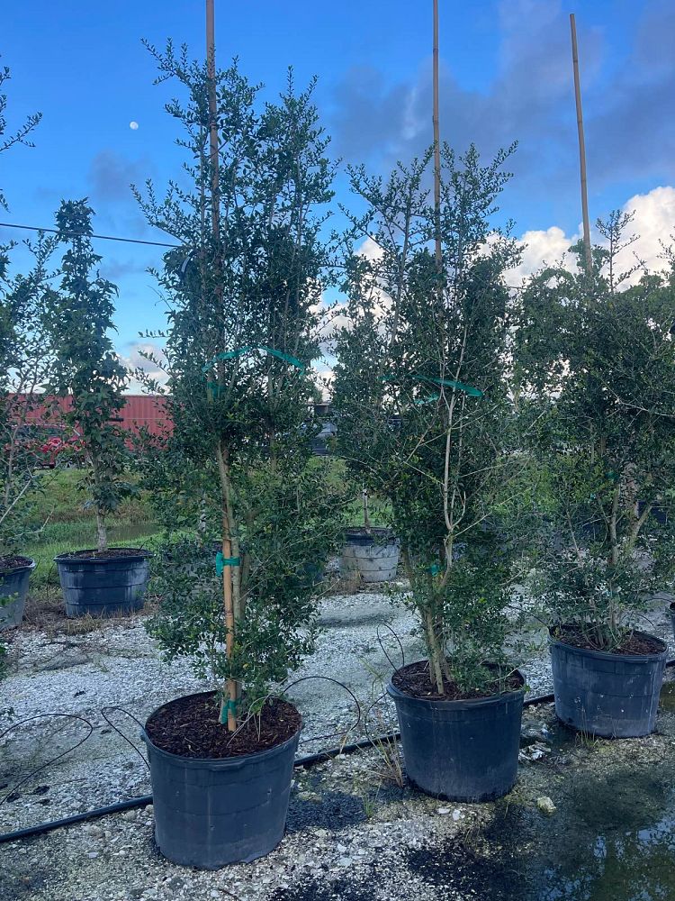 ilex-vomitoria-upright-yaupon-yaupon-holly