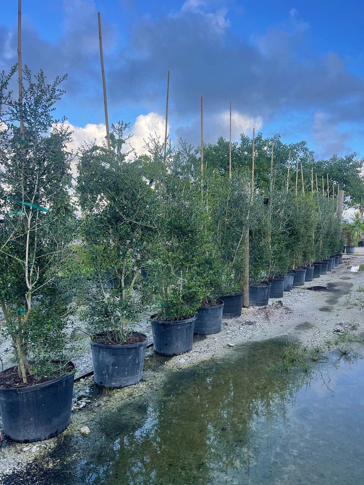 ilex-vomitoria-upright-yaupon-yaupon-holly