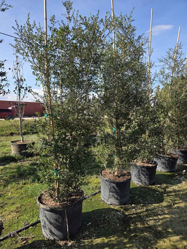 ilex-vomitoria-upright-yaupon-yaupon-holly