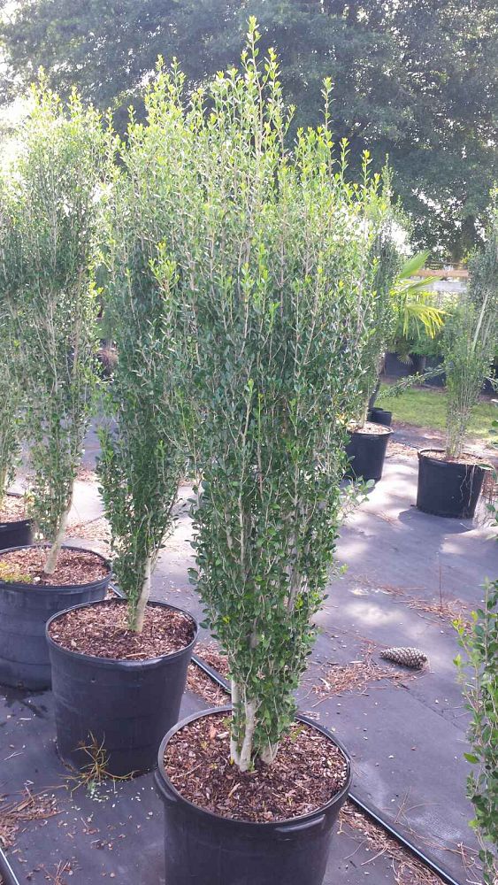 ilex-vomitoria-will-flemings-yaupon-holly