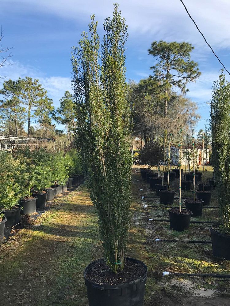 ilex-vomitoria-will-flemings-yaupon-holly