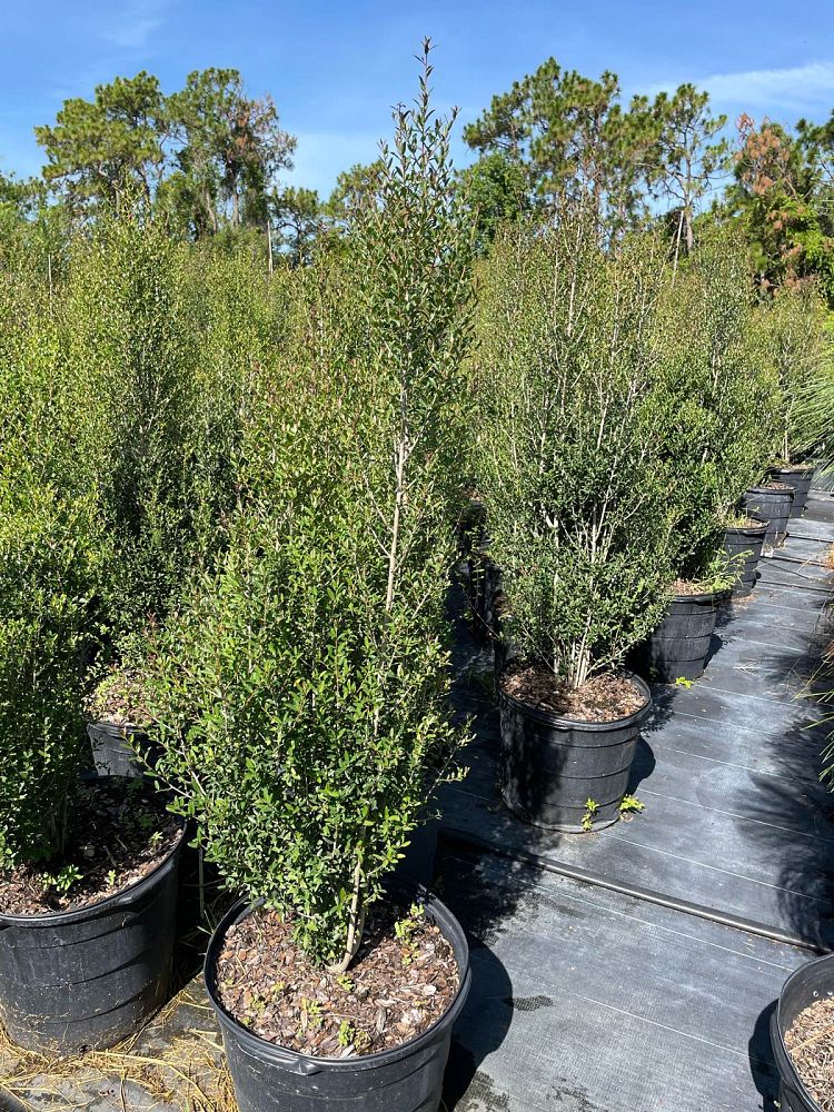 ilex-vomitoria-will-flemings-yaupon-holly