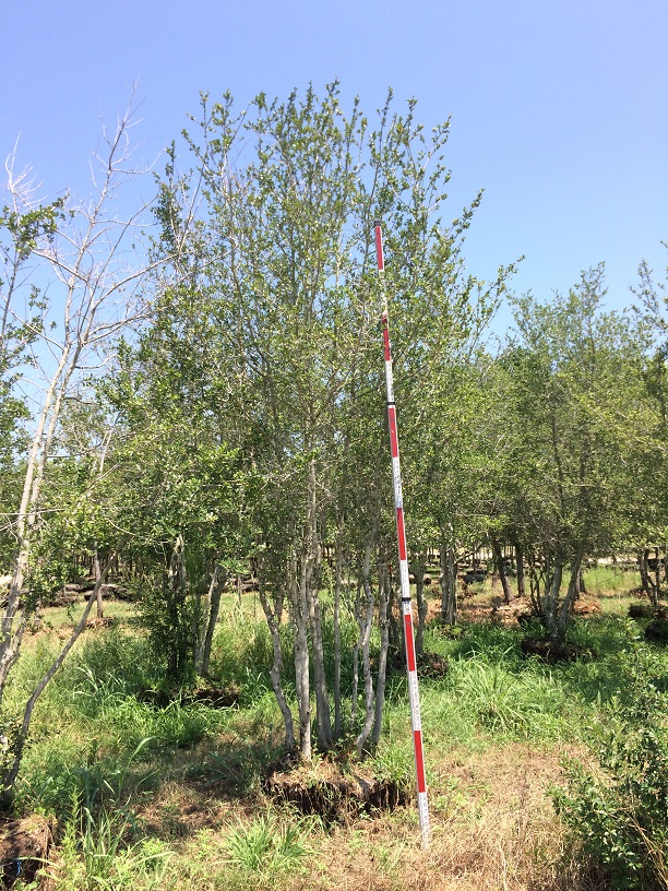 ilex-vomitoria-yaupon-holly