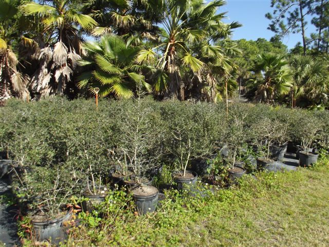 ilex-vomitoria-yaupon-holly
