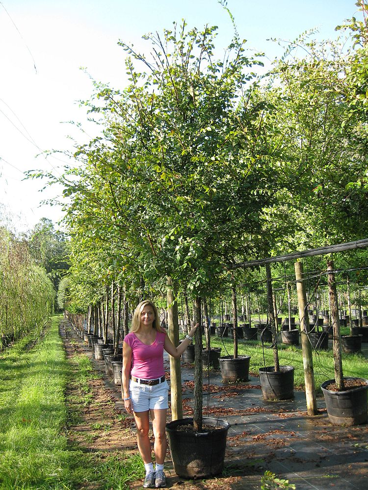 ilex-vomitoria-yaupon-holly