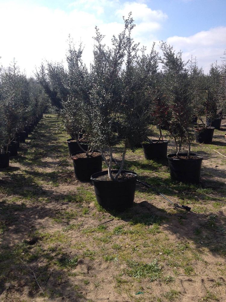 ilex-vomitoria-yaupon-holly