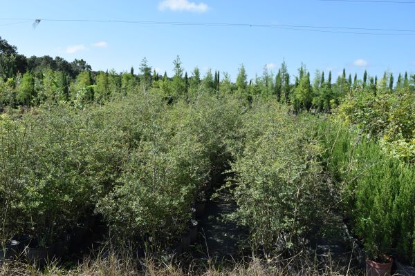 ilex-vomitoria-yaupon-holly
