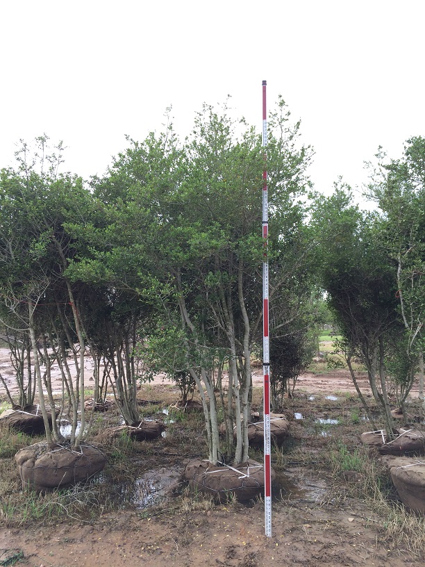 ilex-vomitoria-yaupon-holly