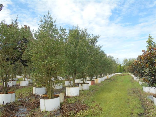 ilex-vomitoria-yaupon-holly