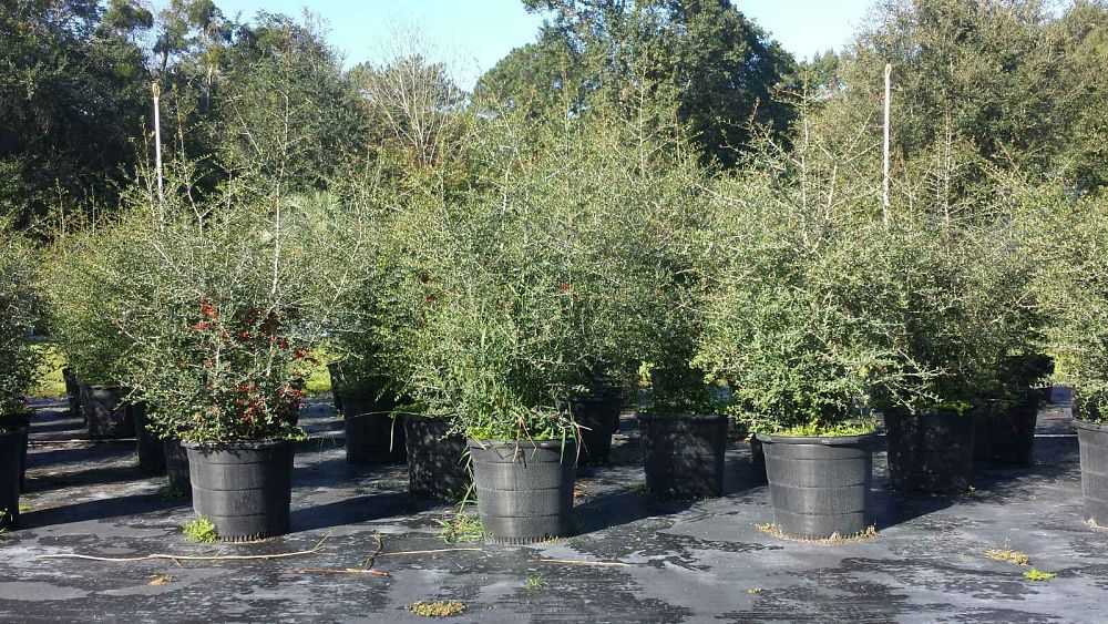 ilex-vomitoria-yaupon-holly