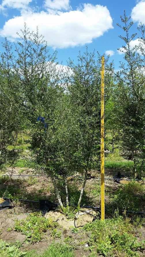 ilex-vomitoria-yaupon-holly