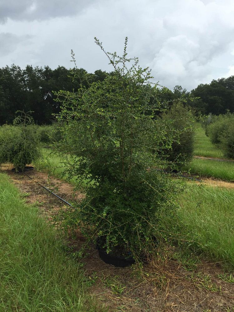 ilex-vomitoria-yaupon-holly