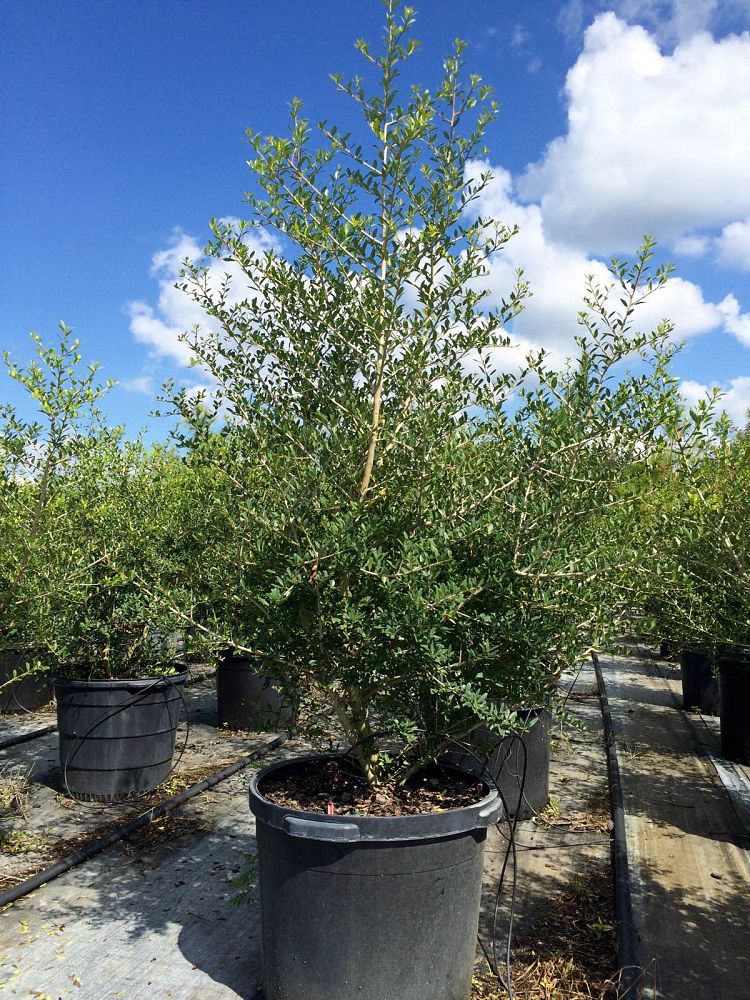 ilex-vomitoria-yaupon-holly