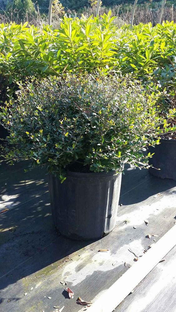 ilex-vomitoria-yaupon-holly