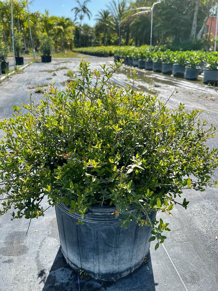 ilex-vomitoria-yaupon-holly