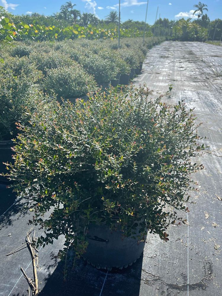 ilex-vomitoria-yaupon-holly