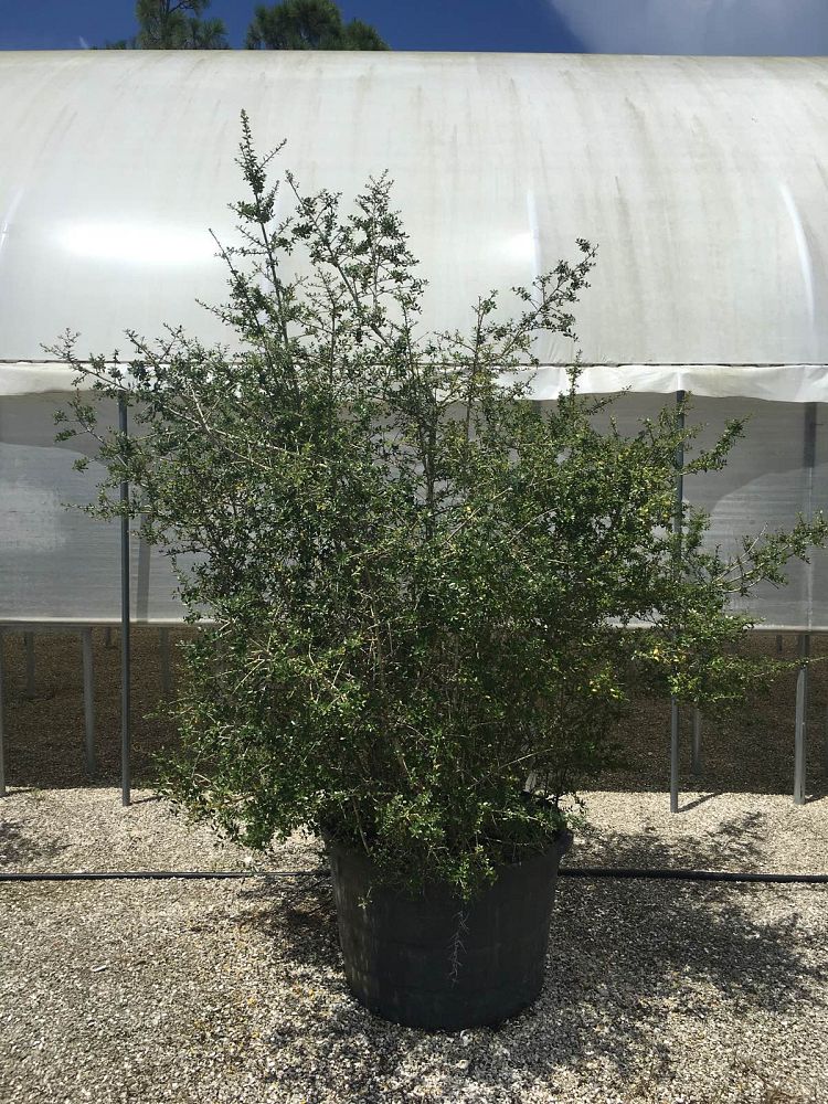 ilex-vomitoria-yaupon-holly
