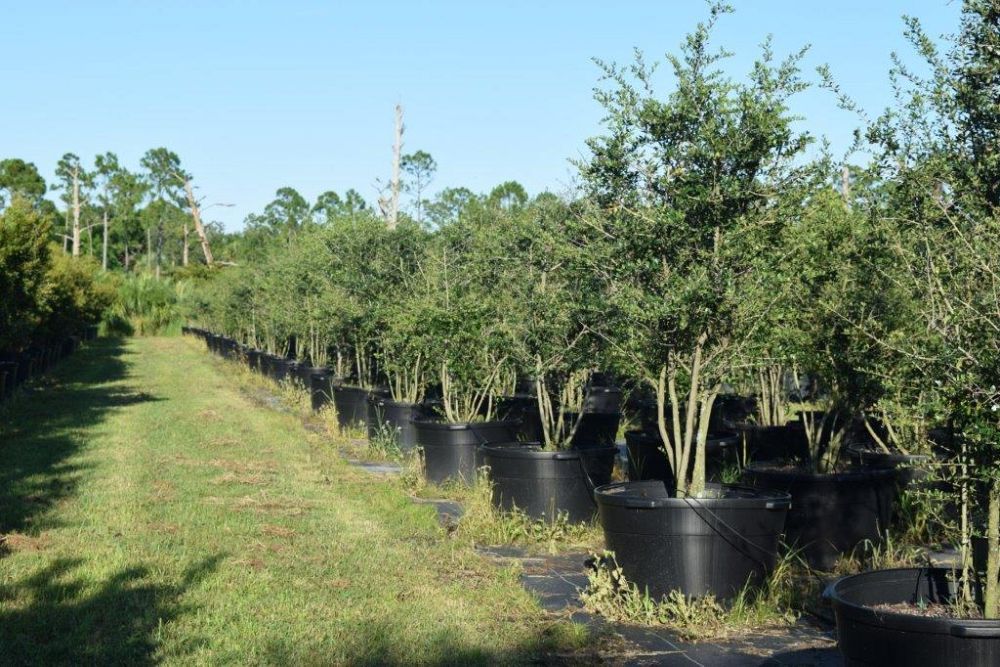 ilex-vomitoria-yaupon-holly