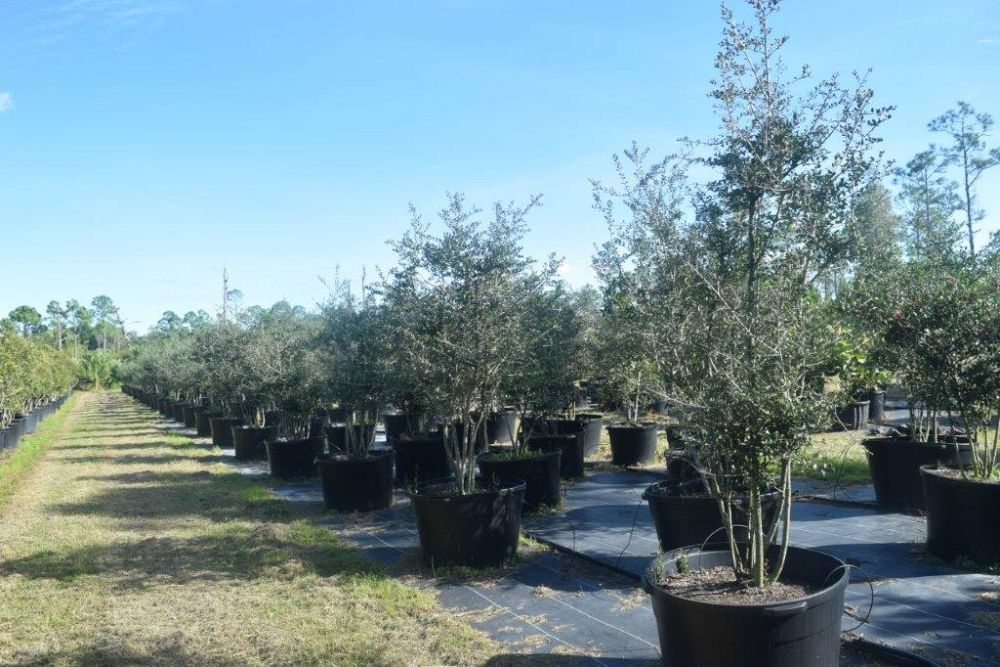 ilex-vomitoria-yaupon-holly