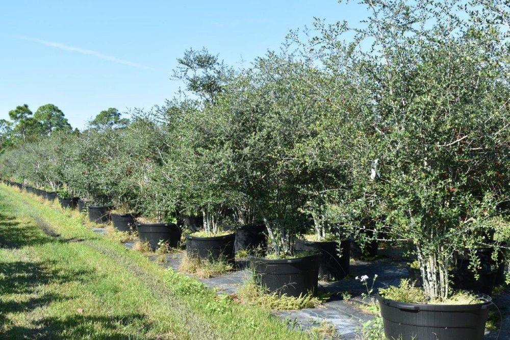 ilex-vomitoria-yaupon-holly