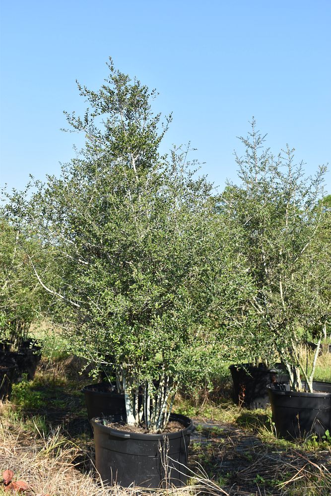 ilex-vomitoria-yaupon-holly