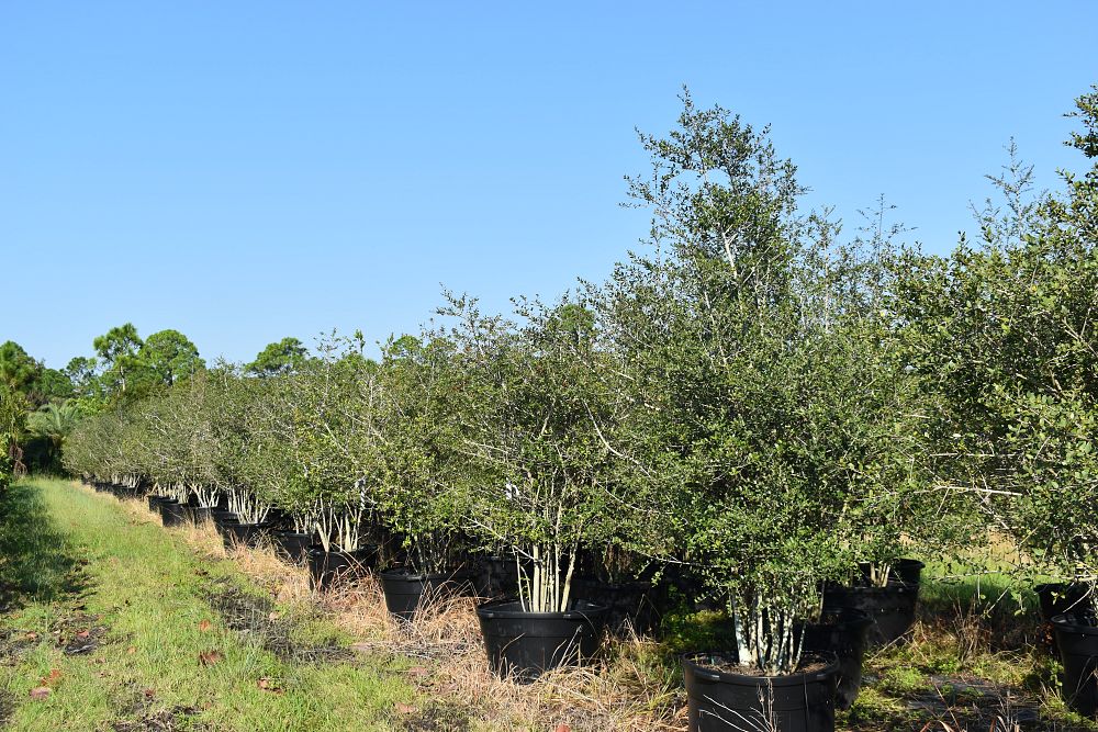 ilex-vomitoria-yaupon-holly