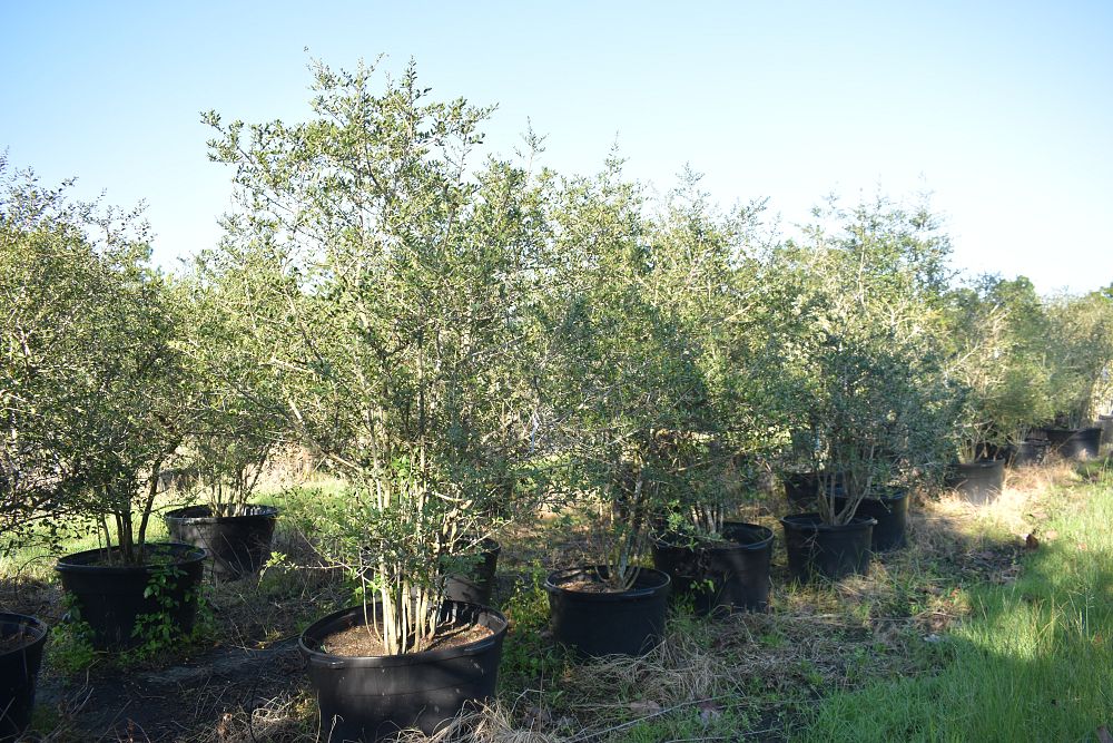 ilex-vomitoria-yaupon-holly