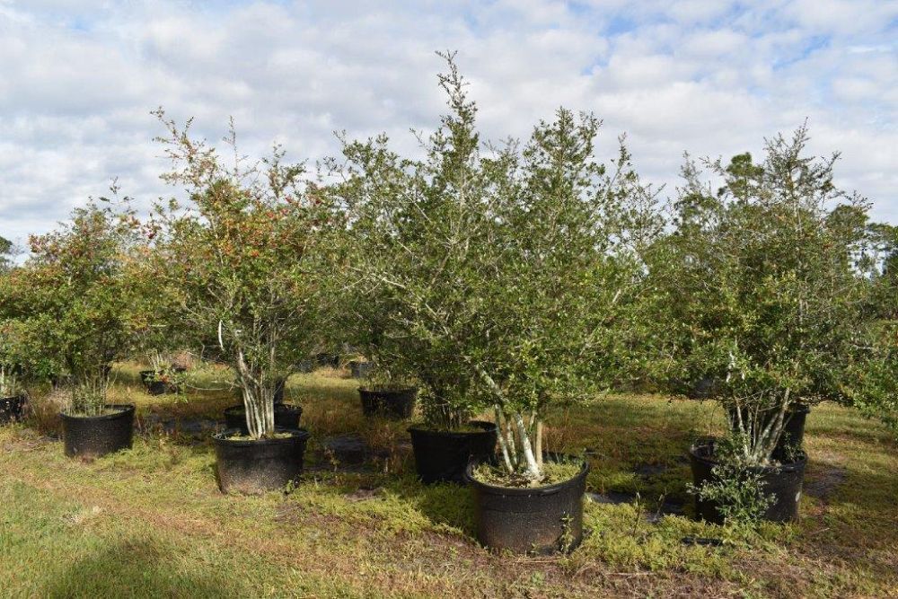 ilex-vomitoria-yaupon-holly