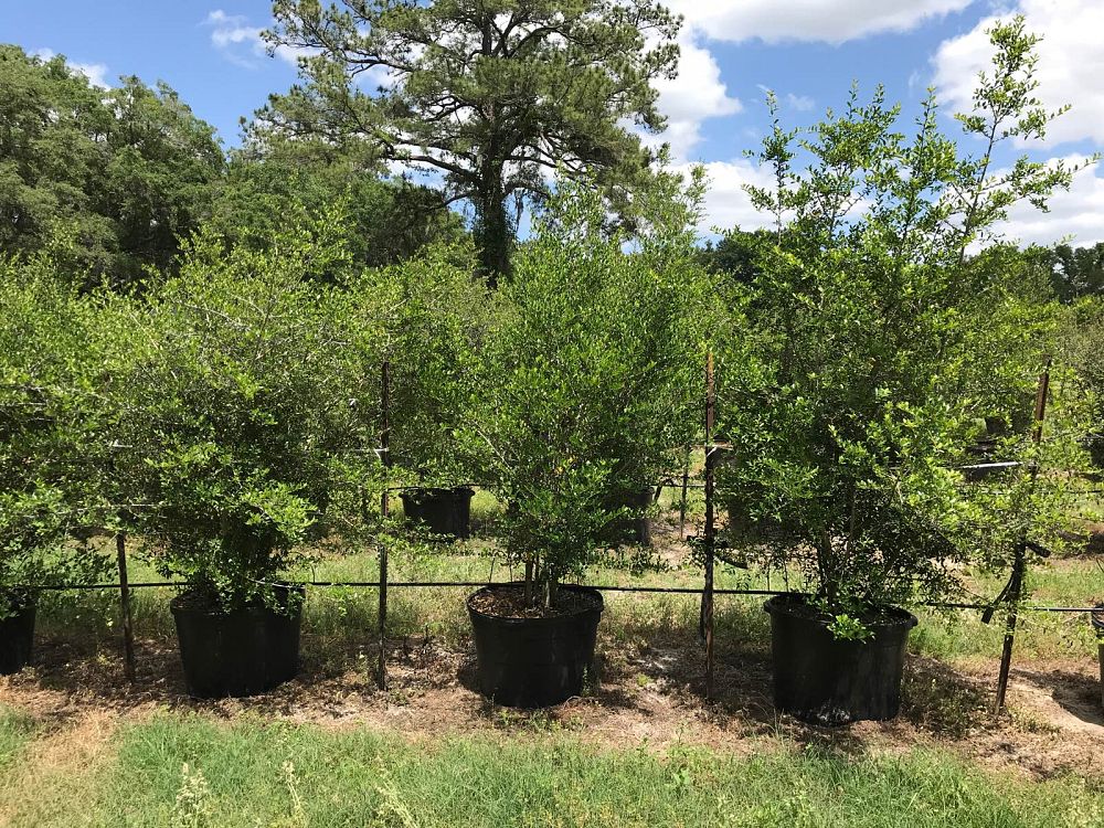 ilex-vomitoria-yaupon-holly