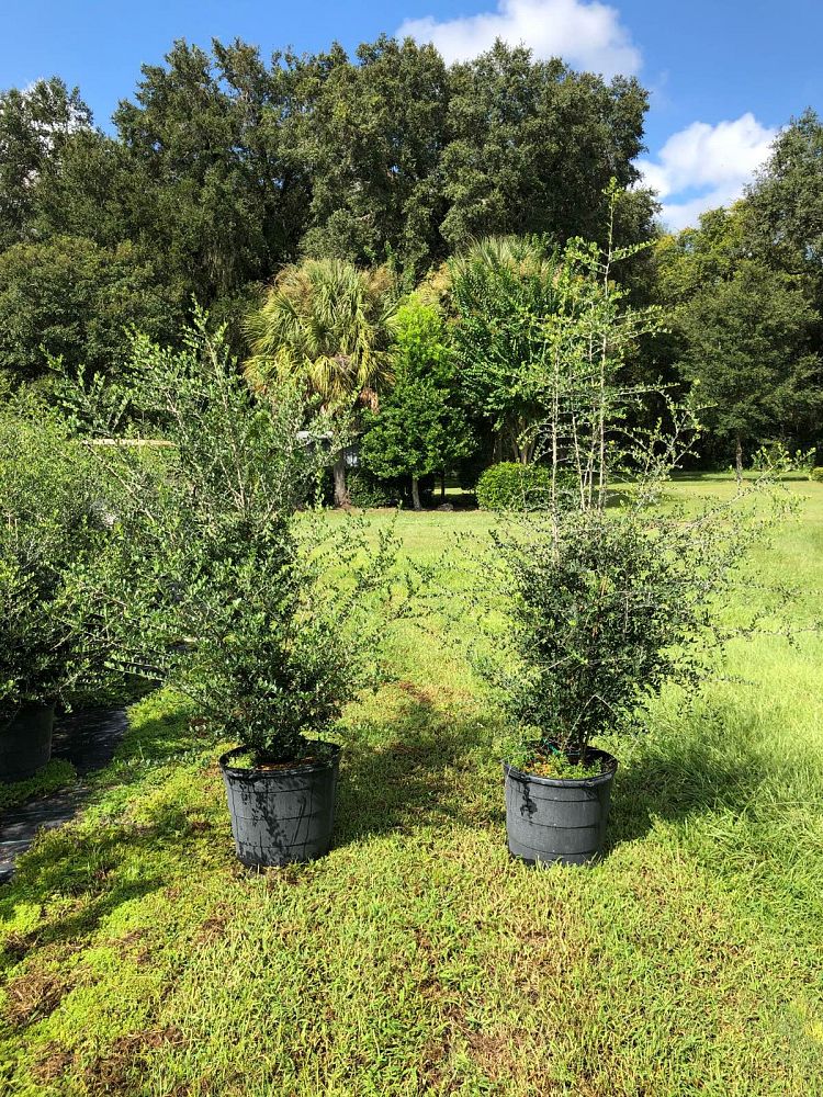 ilex-vomitoria-yaupon-holly