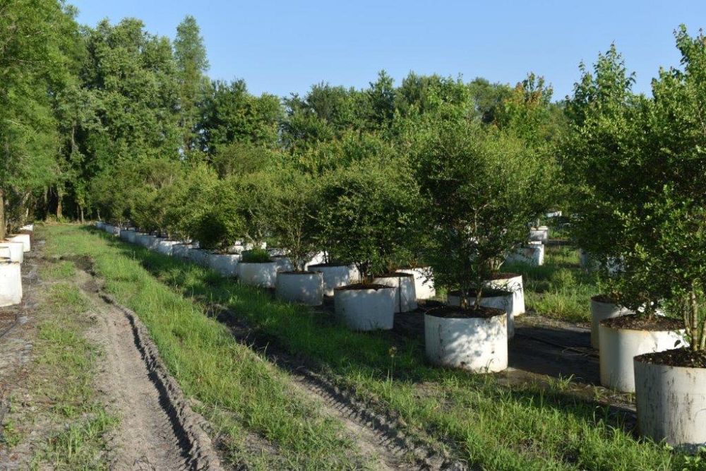 ilex-vomitoria-yaupon-holly