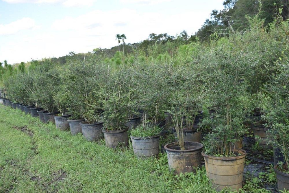 ilex-vomitoria-yaupon-holly