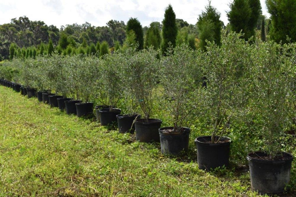 ilex-vomitoria-yaupon-holly