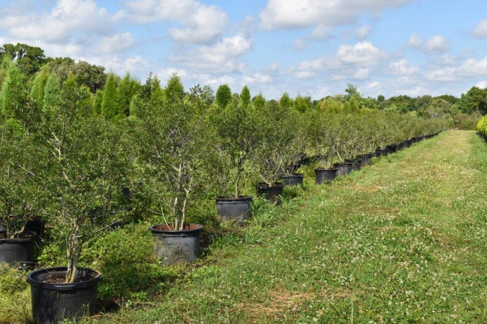 ilex-vomitoria-yaupon-holly