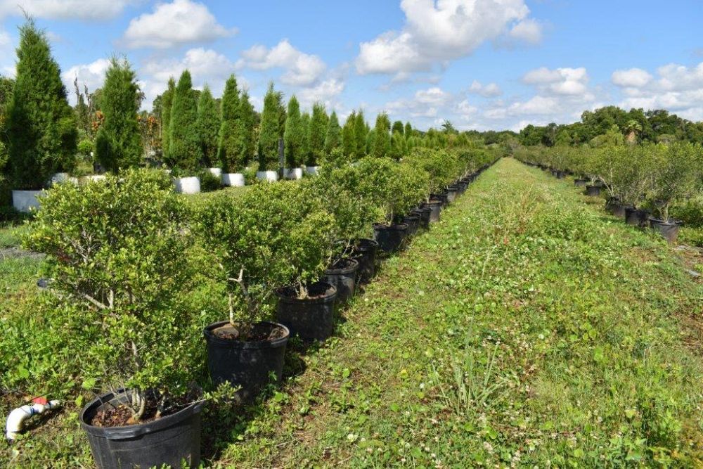 ilex-vomitoria-yaupon-holly