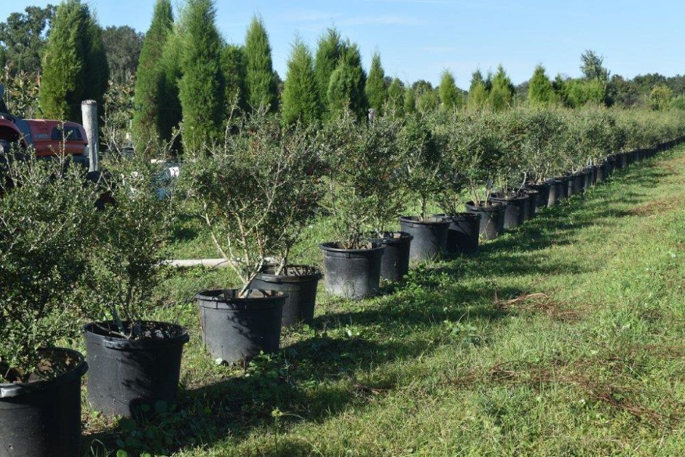 ilex-vomitoria-yaupon-holly