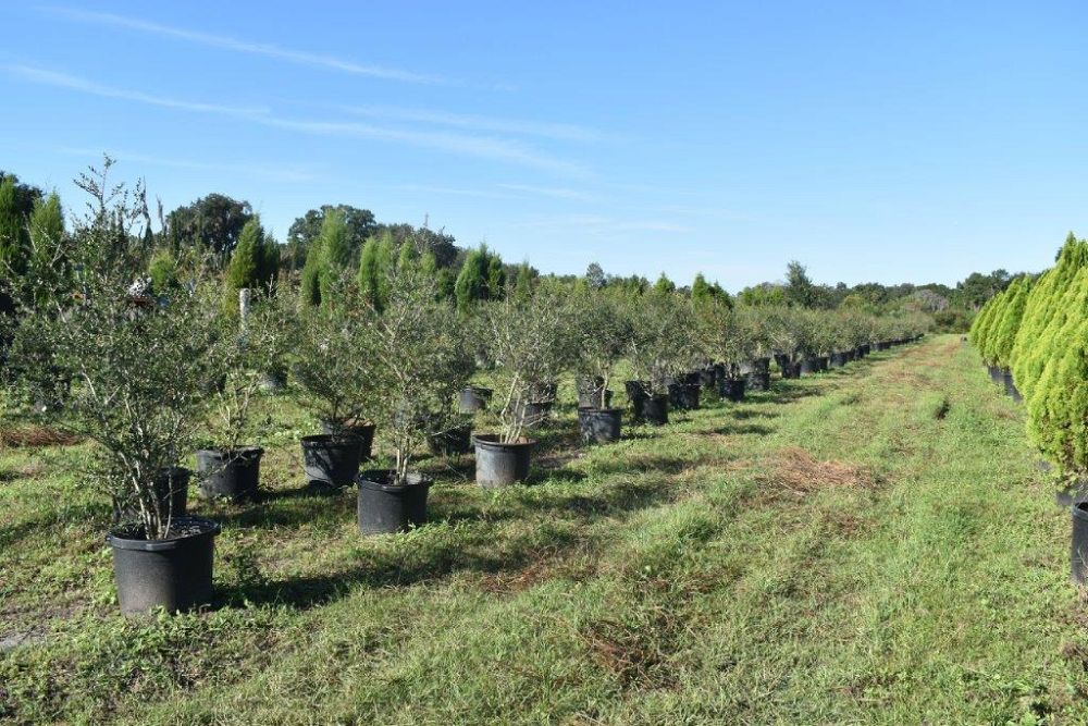 ilex-vomitoria-yaupon-holly