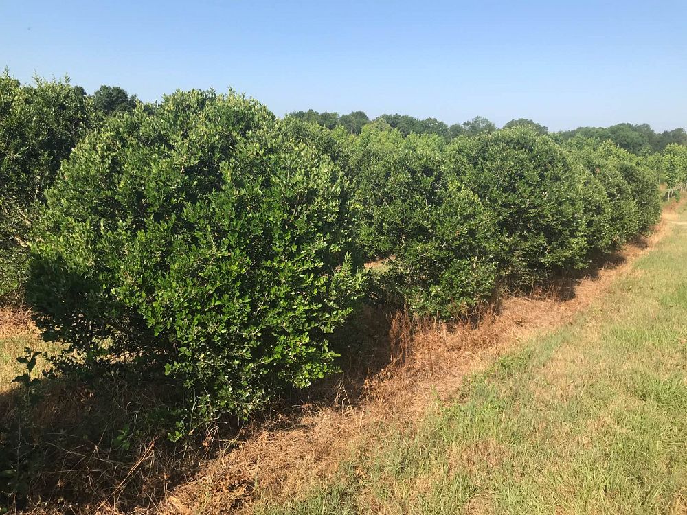 ilex-vomitoria-yaupon-holly